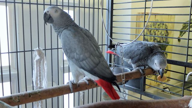 papouchpiskoty