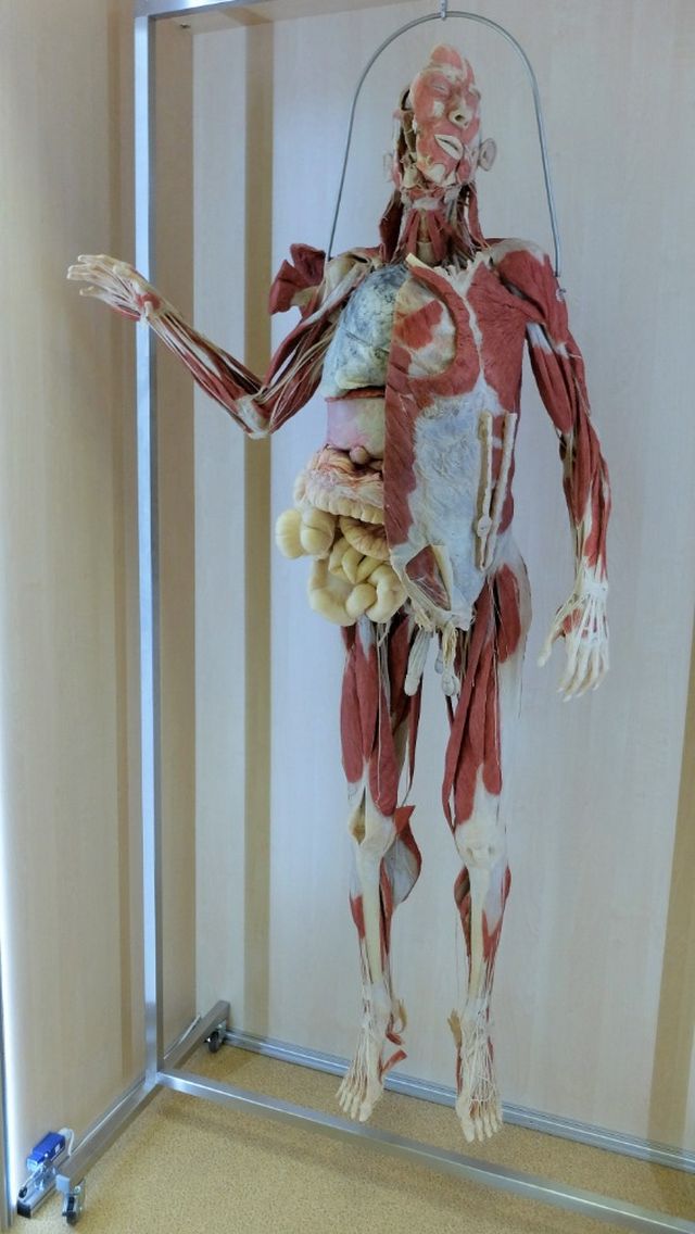 teloskutecne