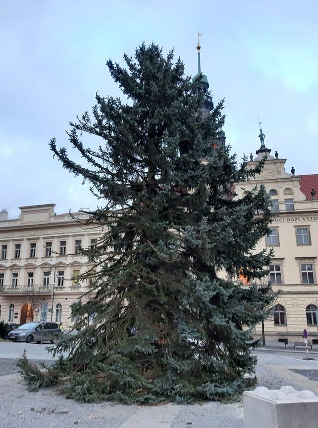jehlicistromekpred