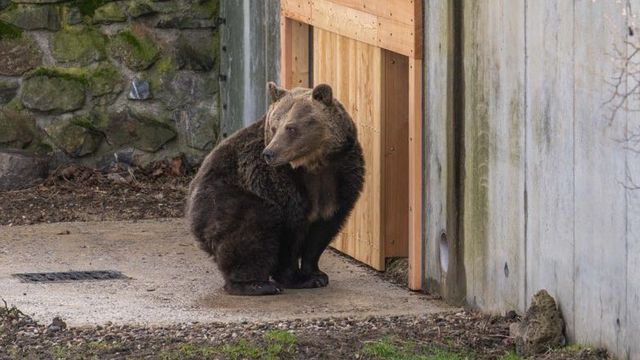 V zámecké zahradě se ve výběhu opět prohání oblíbené medvědice