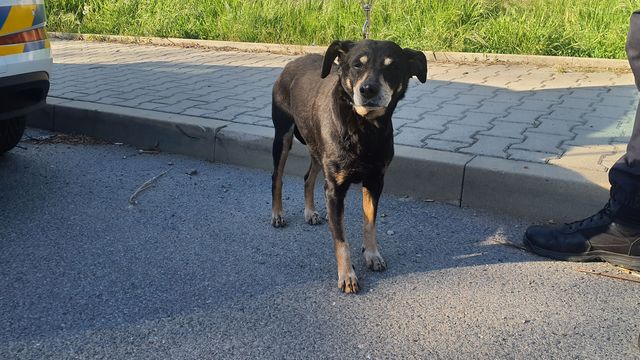 Hledá se majitel fenky